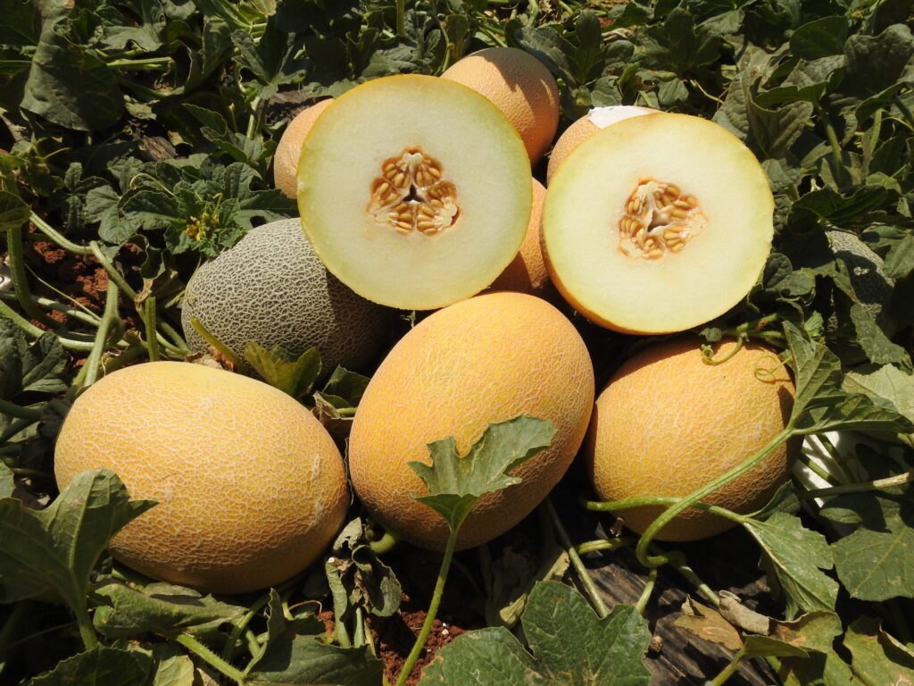 Melon