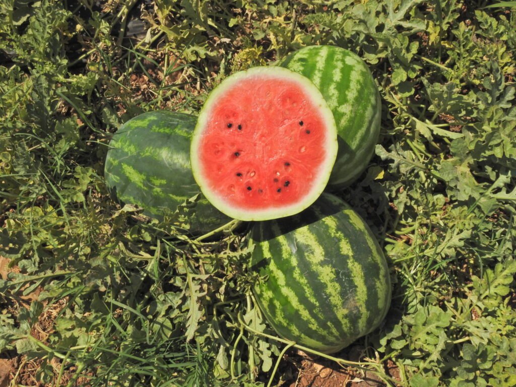 Watermelon